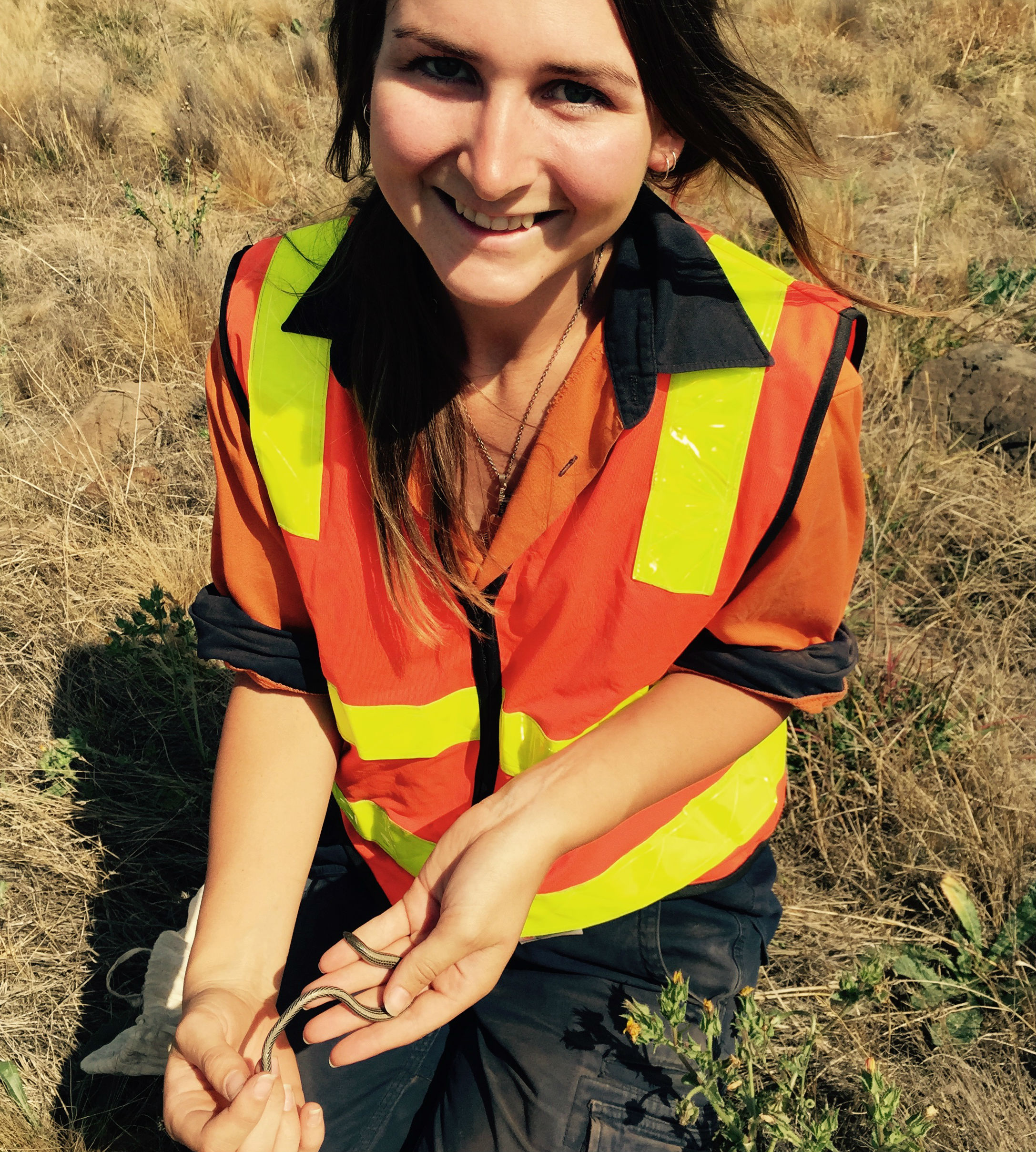 Wildlife Relocation Legless Lizard Wildlife relocation
