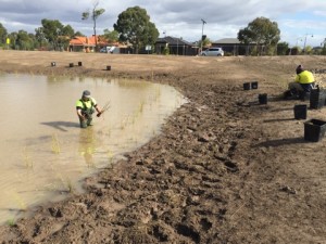 Planting wetlands 2