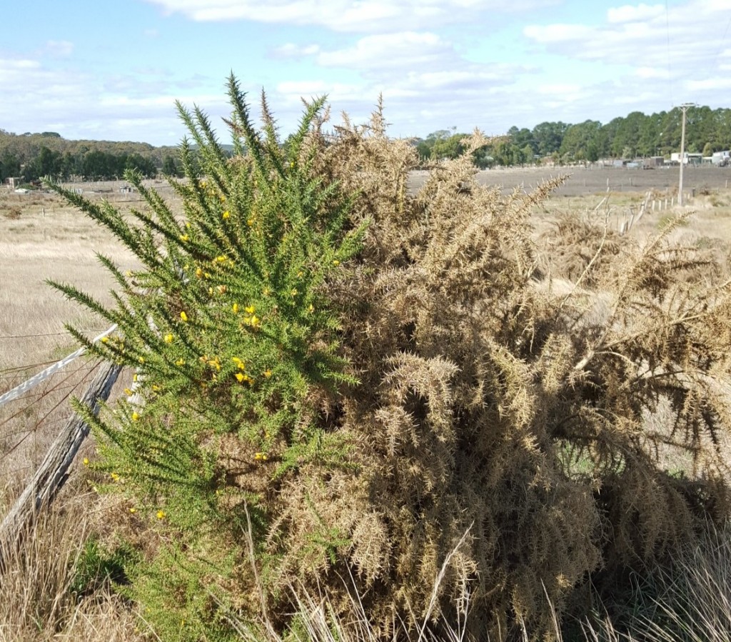 Gorse can be a difficult plant to kill and it is important to ensure when you are using the foliar spray method you cover all of the foliage. 