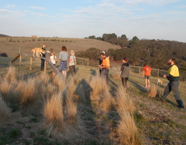 Dingo encounters at Dingo Discovery Sanctuary and Research Centre
