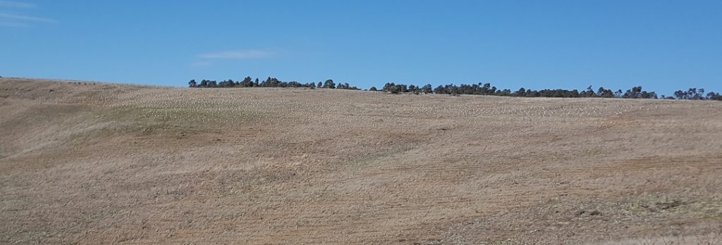 Large Scale Native Vegetation Large Scale Native Vegetation