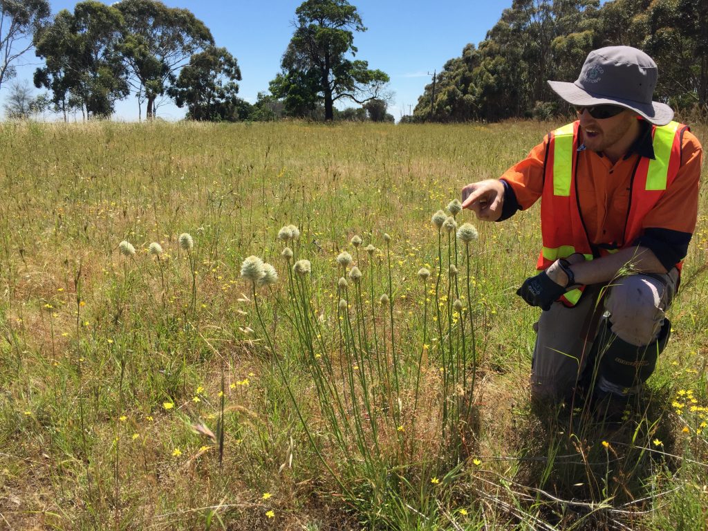 Spring Weed Control is essential