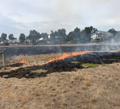 Ecological Burn Eynesbury Scurf Pea