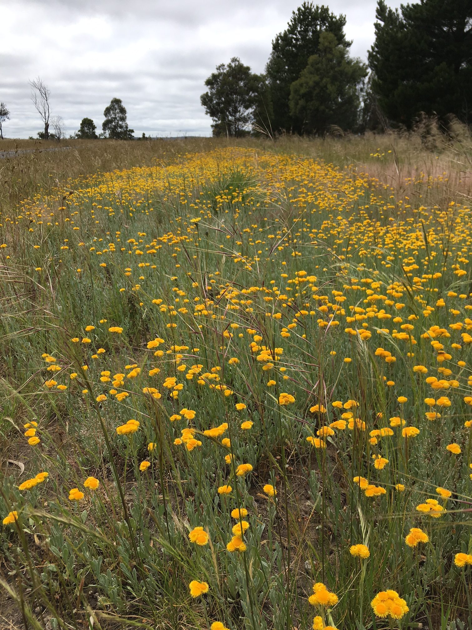 Changes to the Victorian Planning Provisions Aus Eco Solutions