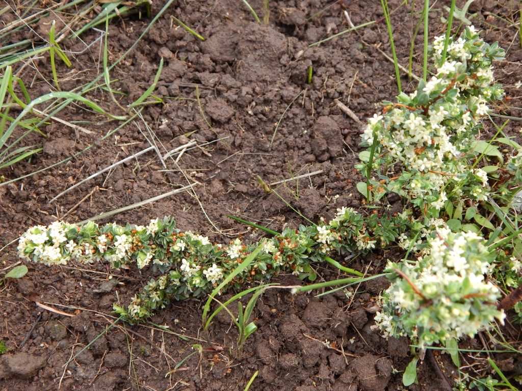 Offset management tips - How to collect EPBC listed Spiny Rice-flower ...