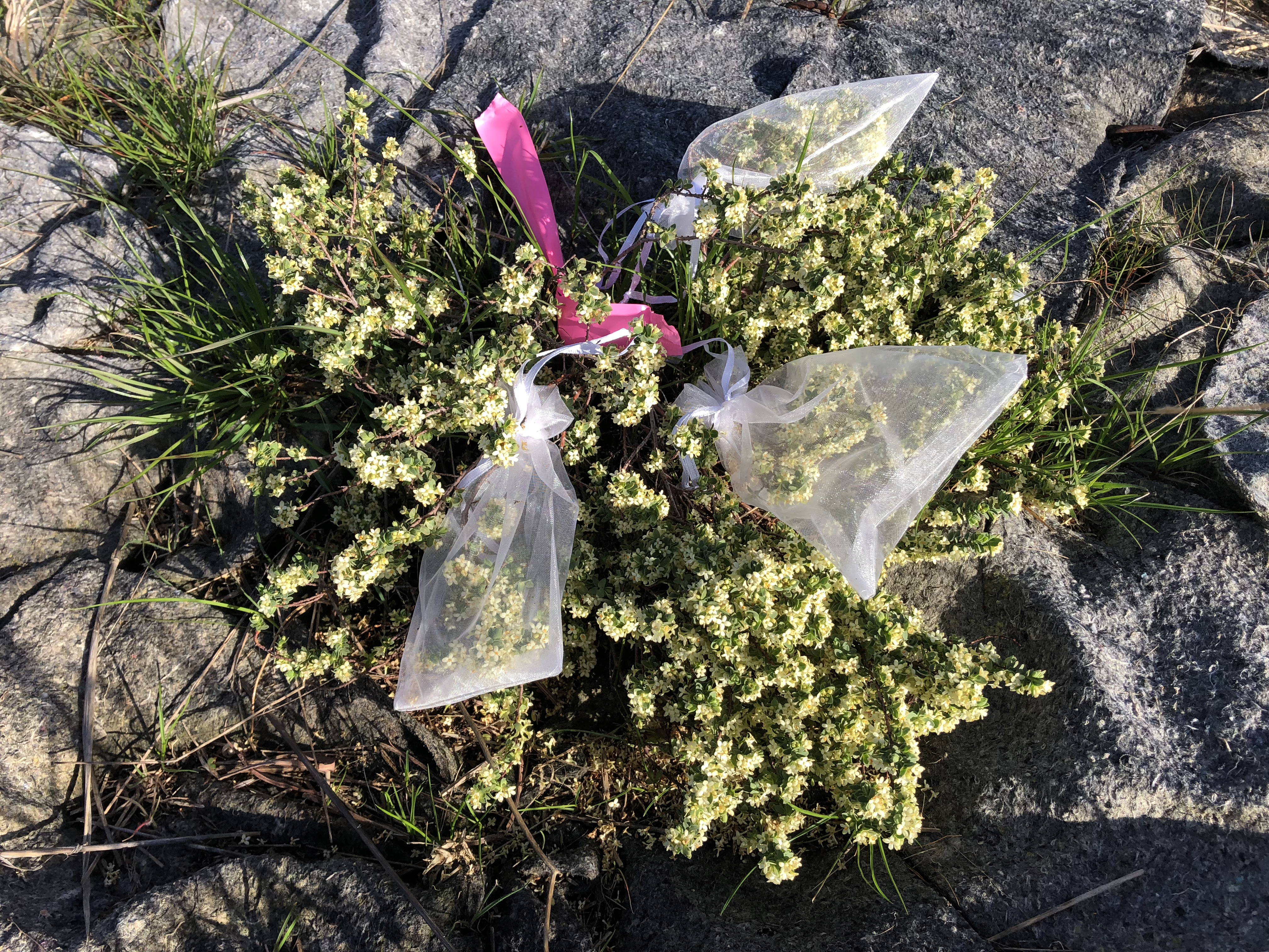 Spiny Rice-flower - Aus Eco Solutions