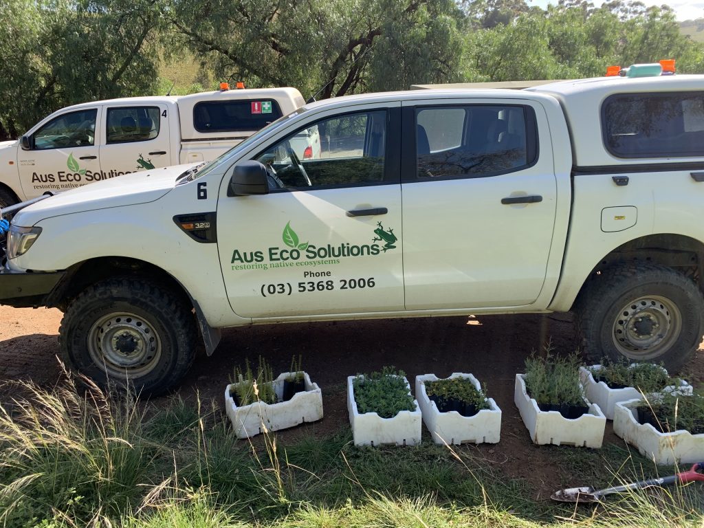 Revegetation Planting